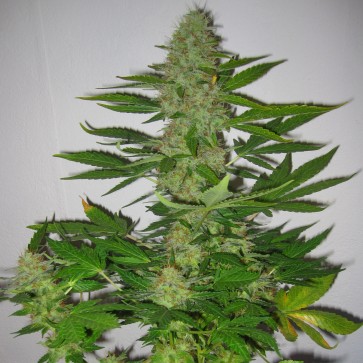 Насіння конопель Auto LSD Feminised Silver - 500 шт